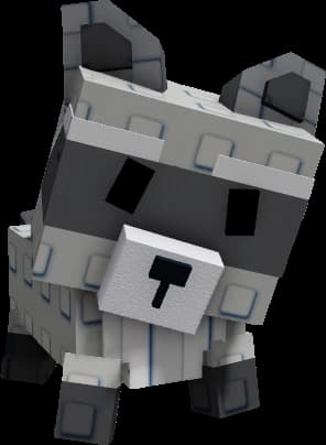 Raccoon